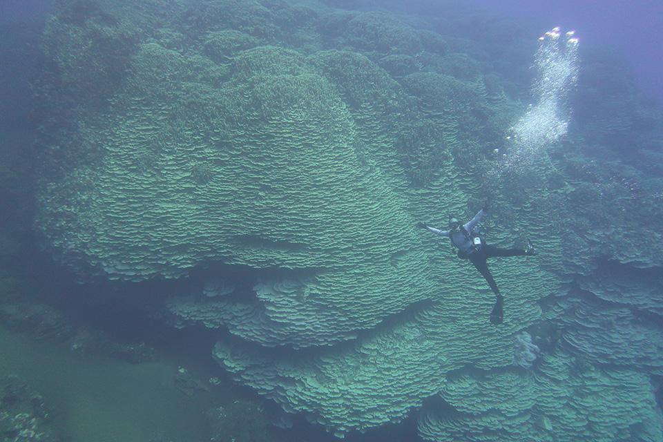 Colossal coral in the Mariana Islands is largest of its kind
