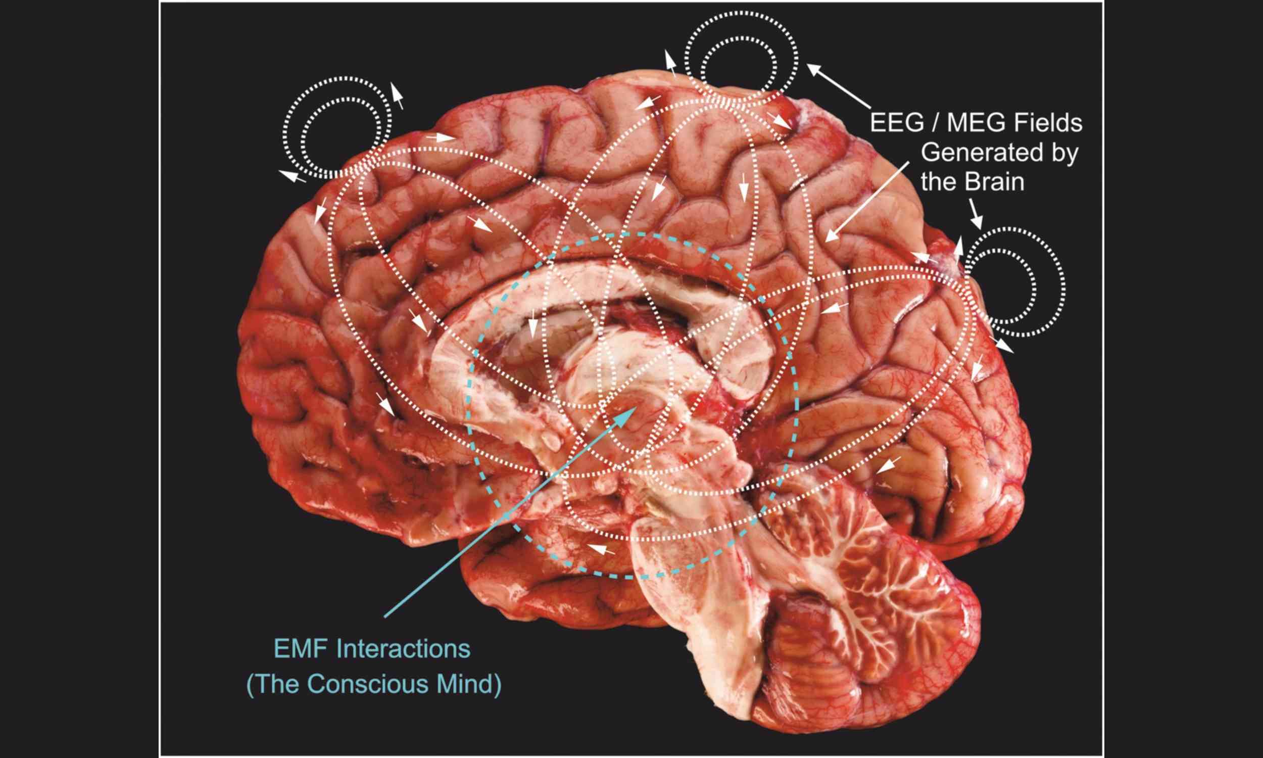 Hypothesis says human consciousness interacts with Earth’s pulse