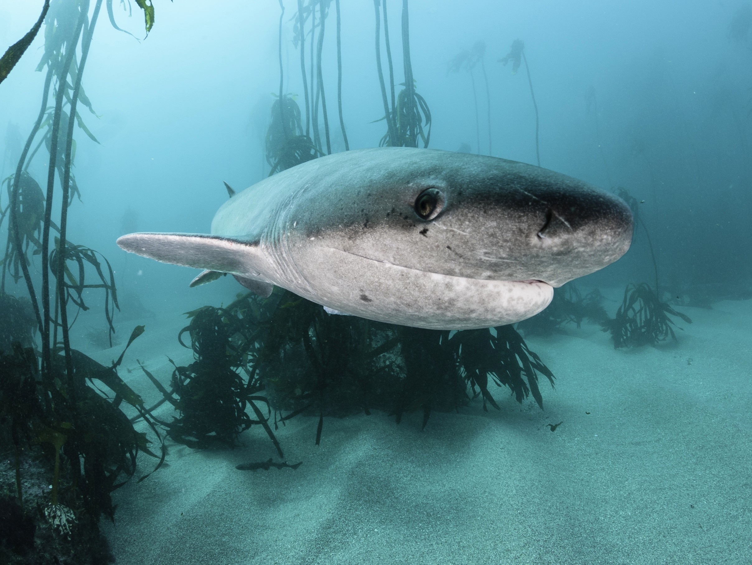Sharks once hunted and scavenged whales in the North Sea