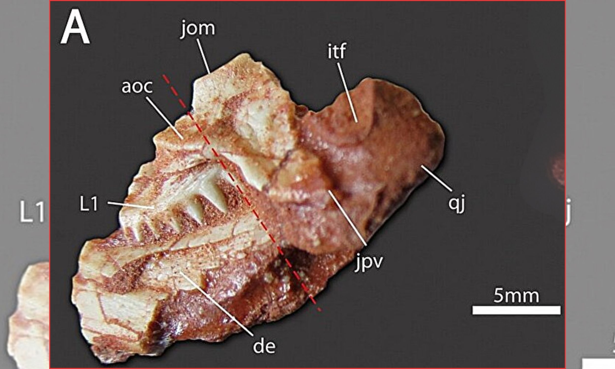 Smallest rhynchosaur fossil ever seen changes what we knew
