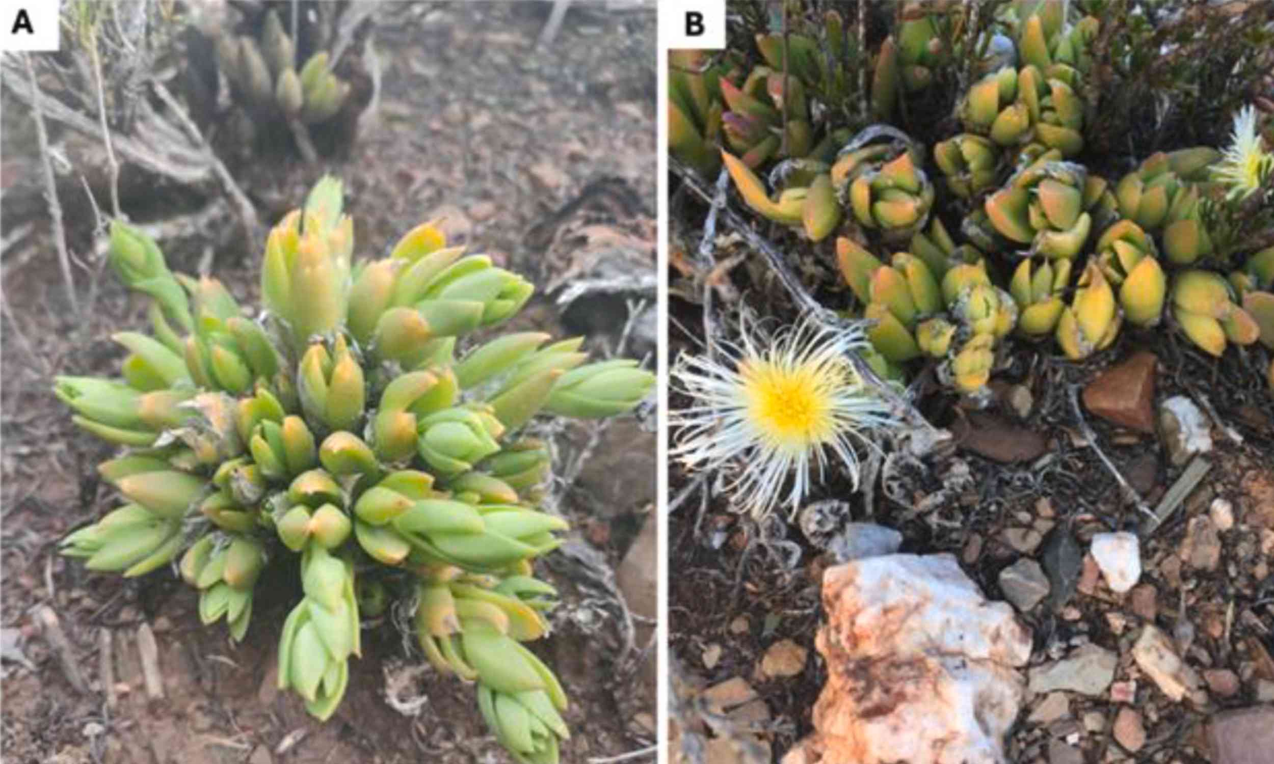 South African kanna plant alters signals in multiple brain regions