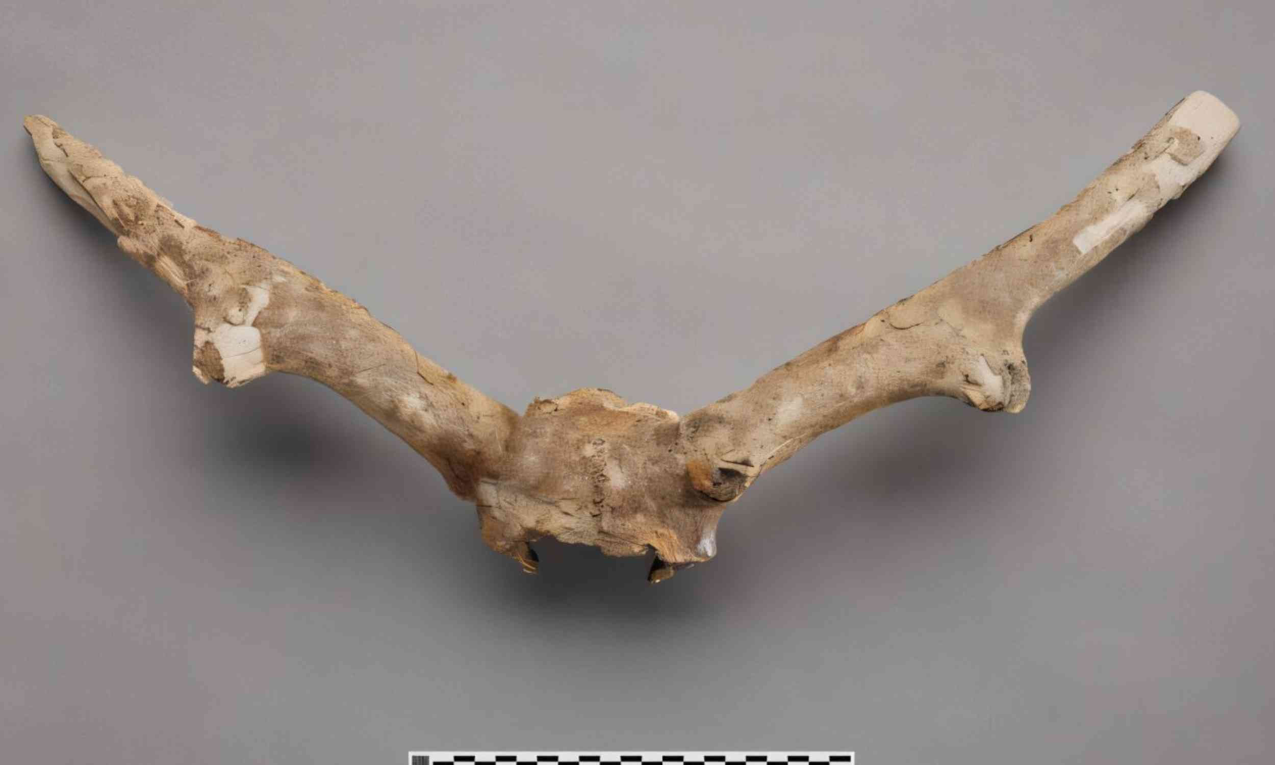 Toronto subway fossil mystery solved after 50 years