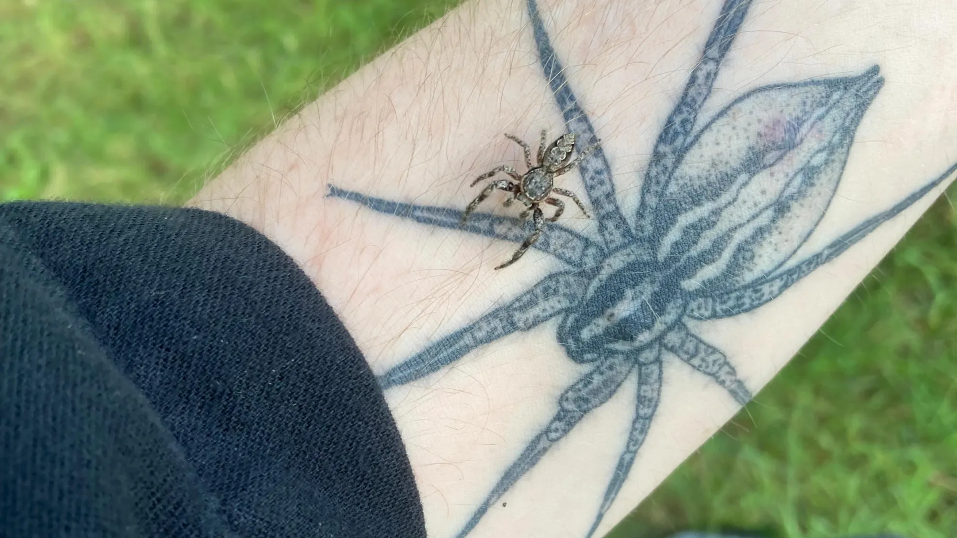 Scared of spiders? Scientists say the real nightmare is losing them