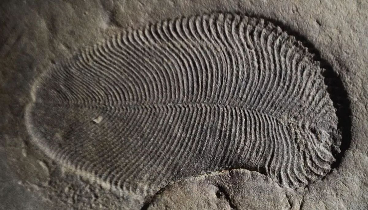 Where were the first animals? Scientists discover rare fossil