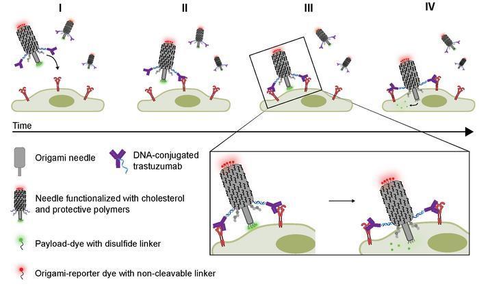 DNA needle delivers drugs directly into cells, bypassing endosomes