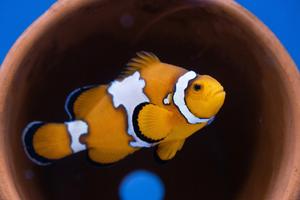 Mutant clownfish reveals how nature draws boundaries