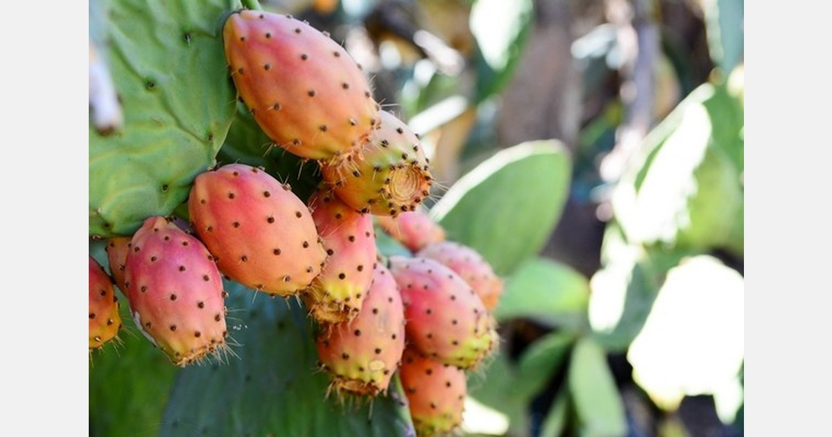 Prickly pear study examines role in metabolic syndrome