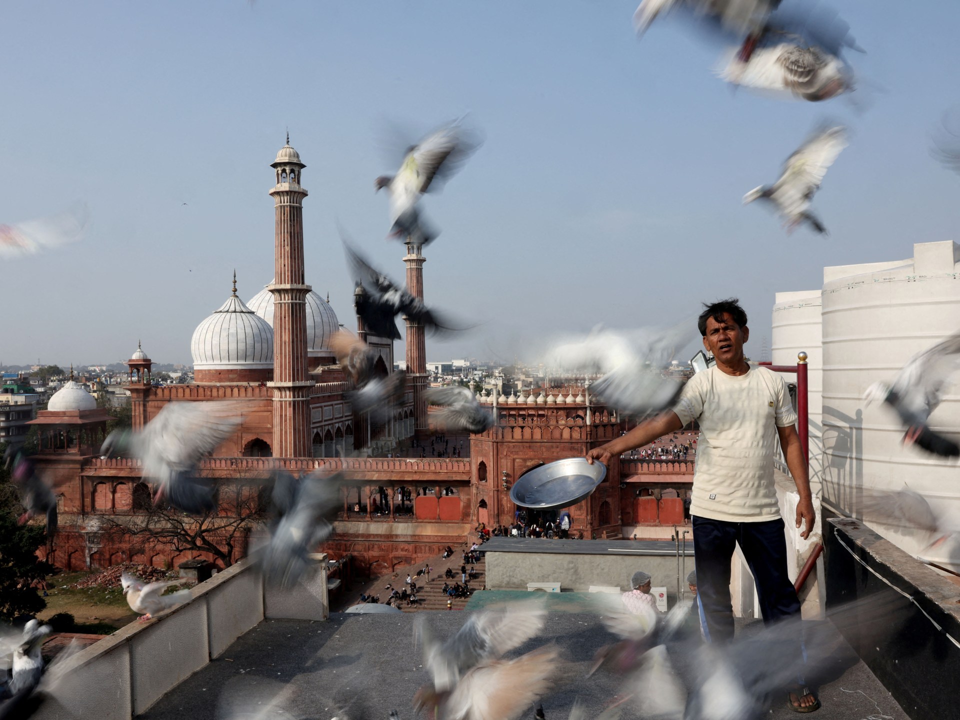 Mughal-era pigeon training survives in heart of India’s capital | Arts and Culture