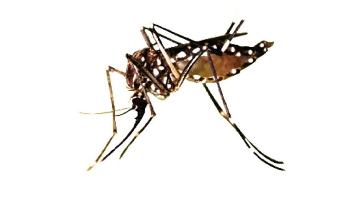 Dengue team reviews performance, deployment-INP