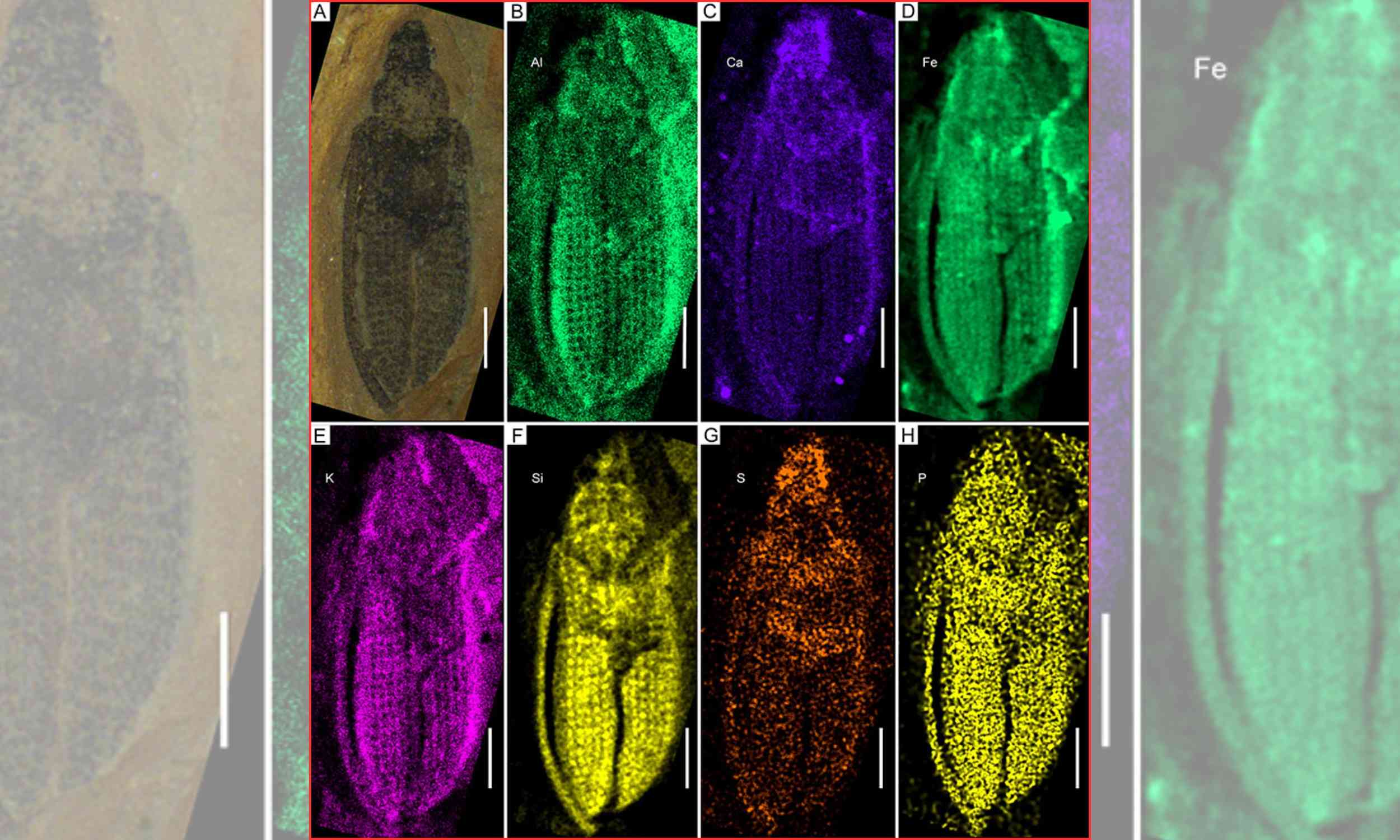 230-million-year-old beetle has different and unique features