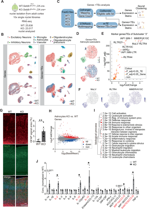 SETDB1 modulates neuroinflammation in the mouse cortex by regulating neuronal P2rx7 expression