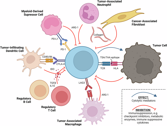 Immune modulatory vaccines targeting tumor microenvironment antigens: recent advances in oncology and beyond