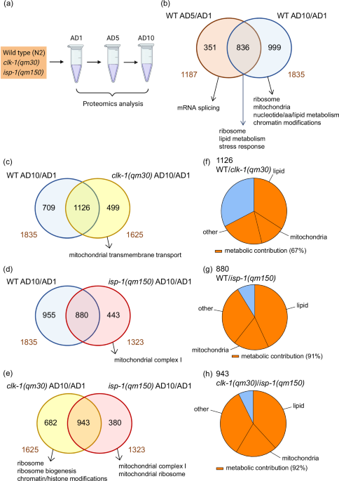 Aging-associated decline of phosphatidylcholine synthesis is a malleable trigger of natural mitochondrial aging