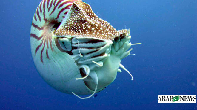 World’s oldest octopus fossil is not an octopus after all, scientists say