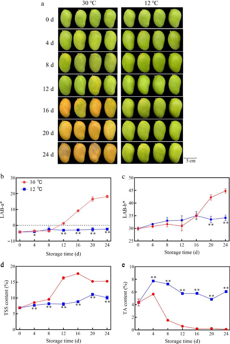 Why 12°C is the sweet spot for keeping mangoes fresh longer?