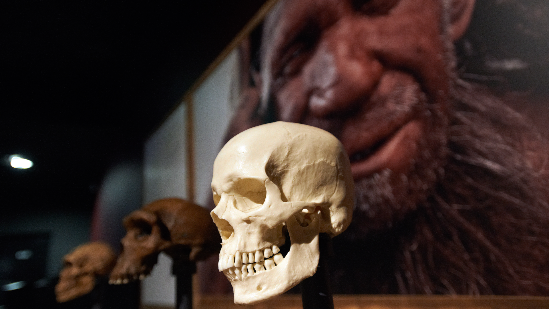 Neanderthals’ brains weren’t to blame for their demise, new study suggests