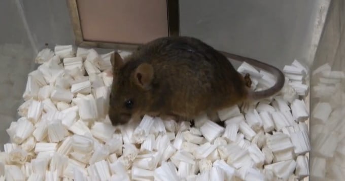Mouse Cloning Ends in Extinction After 58 Generations – 조선일보