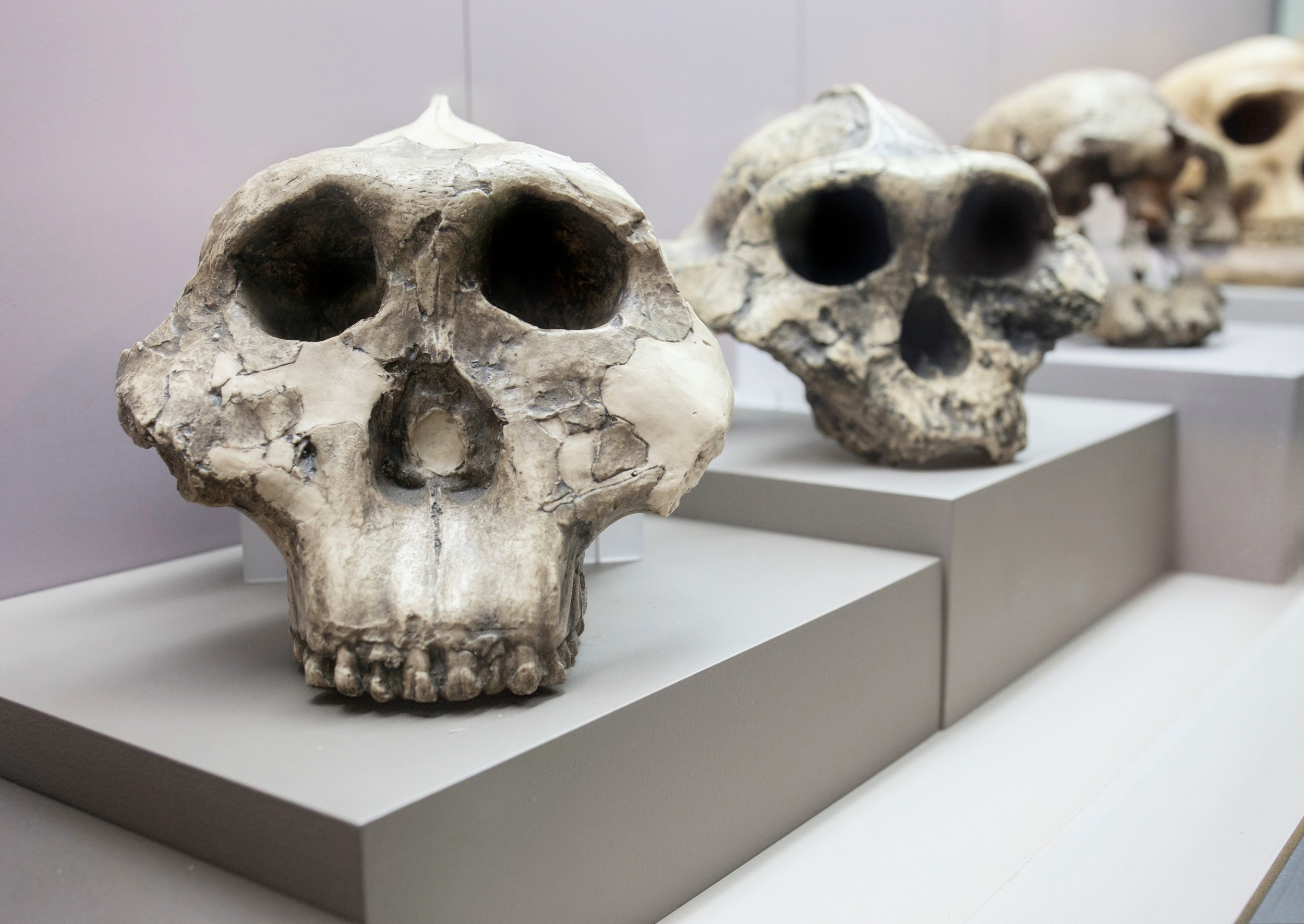 Early human relatives may have faced dangerous childbirth