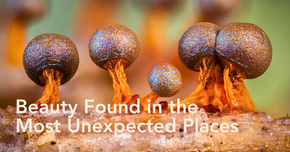 Barry Webb’s Macro Photos of the Colorful Slime Mold World