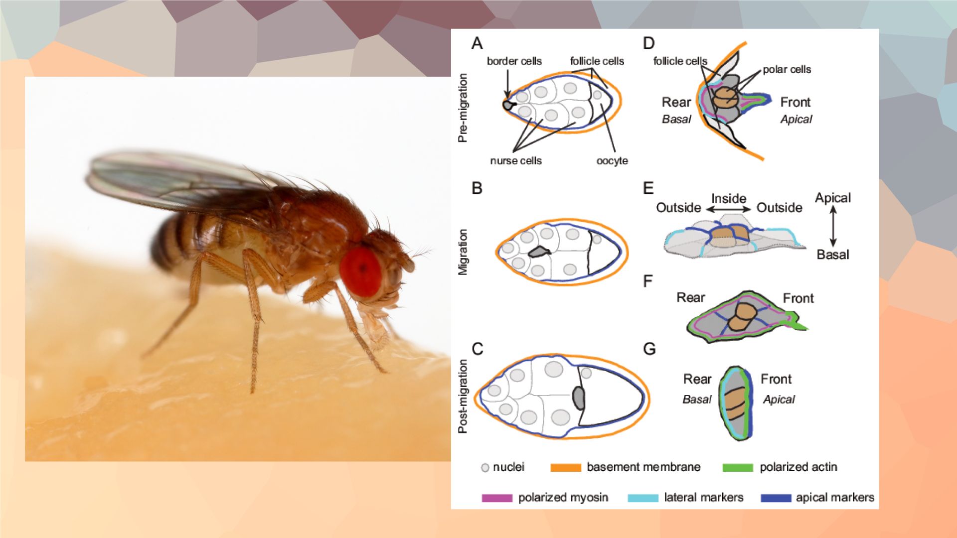 Fruit flies could help us better understand cellular recycling and human fertility