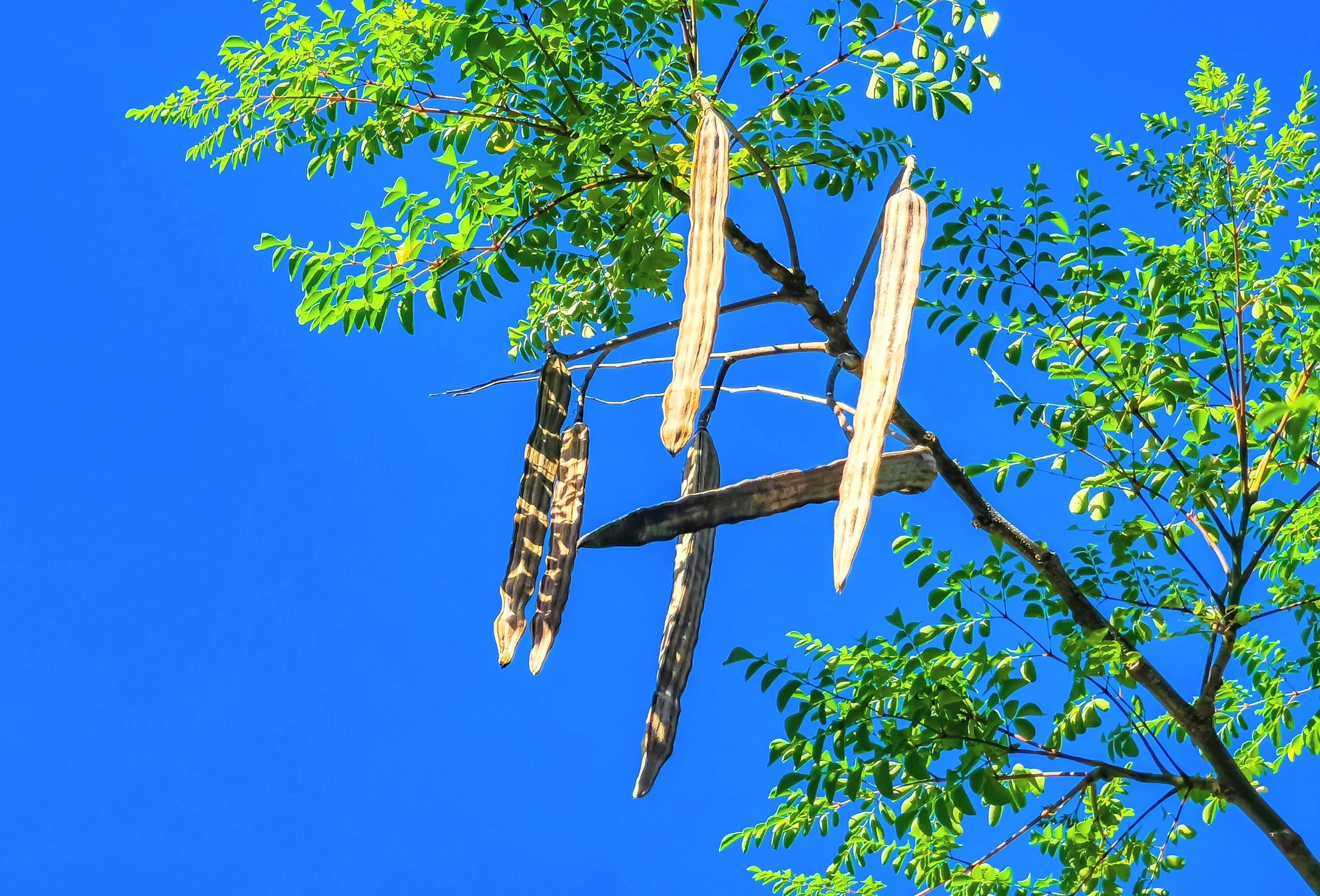 Moringa seeds may help remove microplastics from drinking water