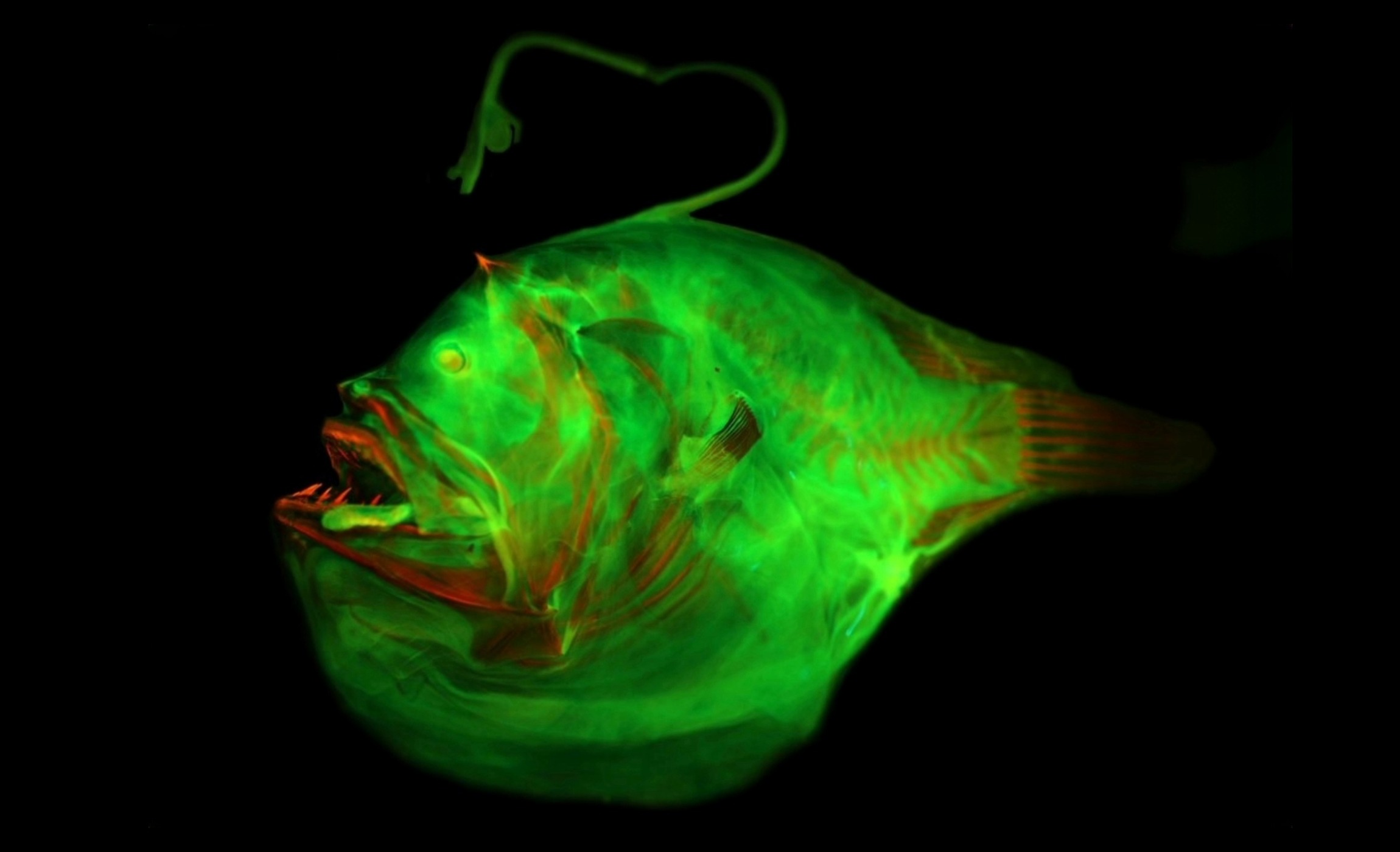 Anglerfish lures evolved into glowing deep-sea survival tools