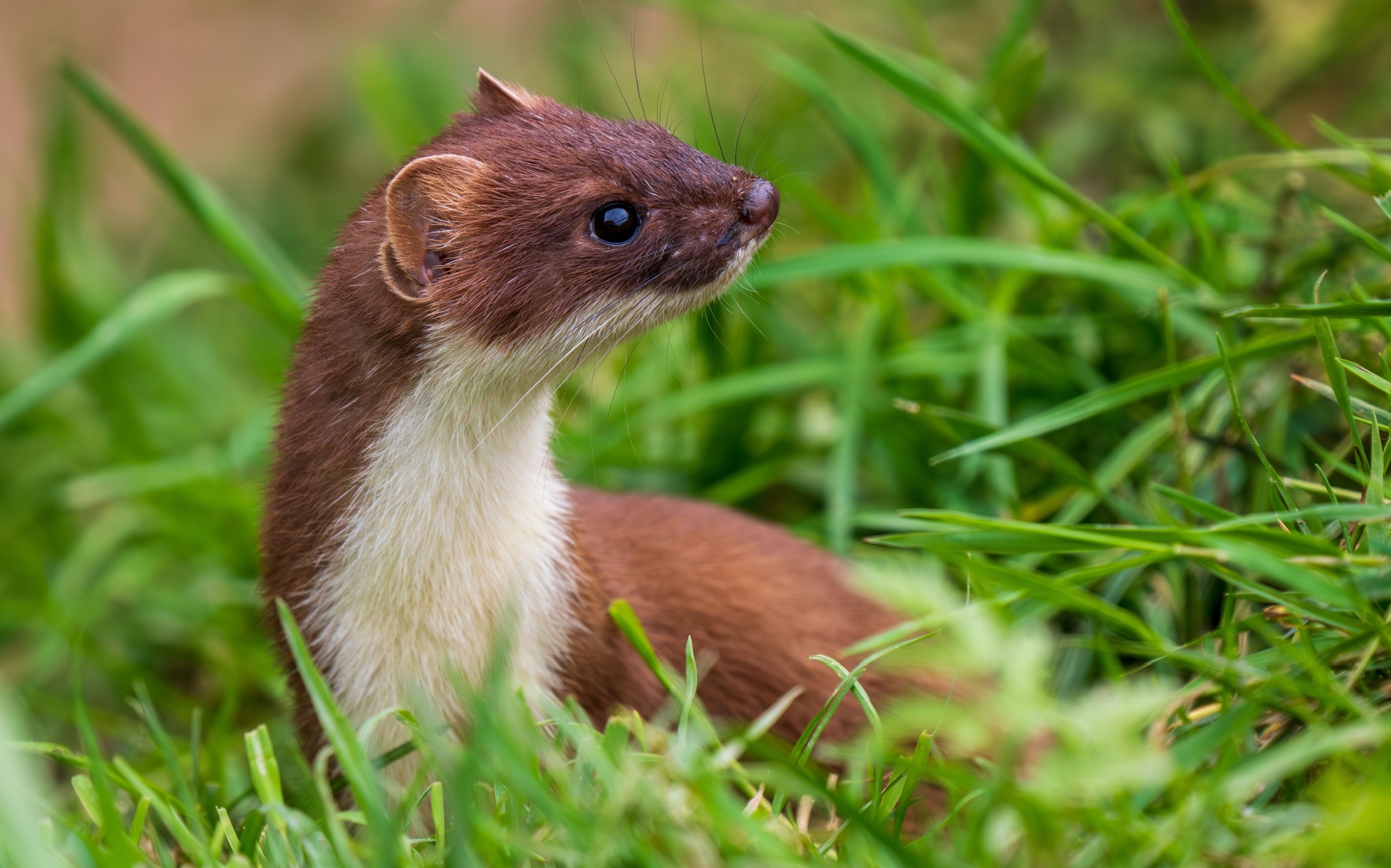 Tiny fossil may have just rewritten the origin story of weasels
