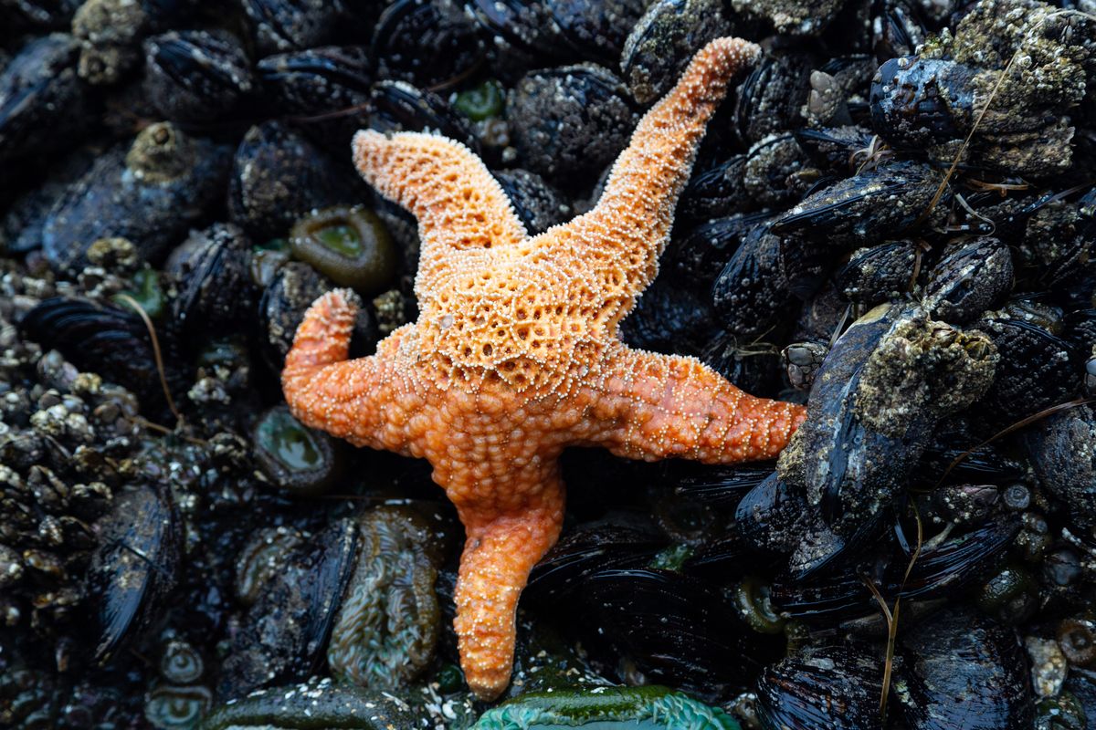 “It has five limbs covered in hundreds of hydraulic, rubbery feet and no head – or even a defined front, back, left or right” – what on Earth are echinoderms?
