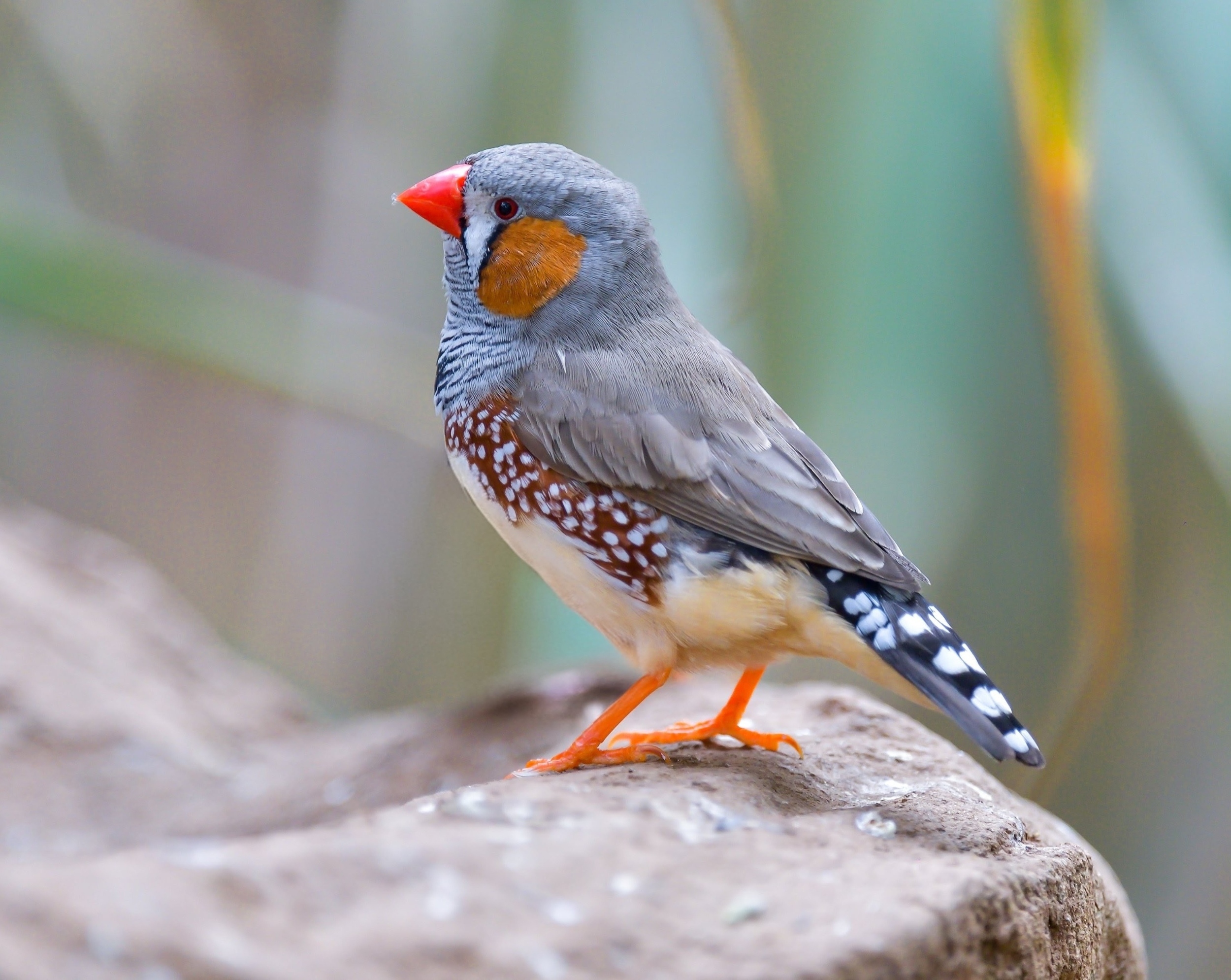 Songbird brains rebuild themselves – but at a surprising cost