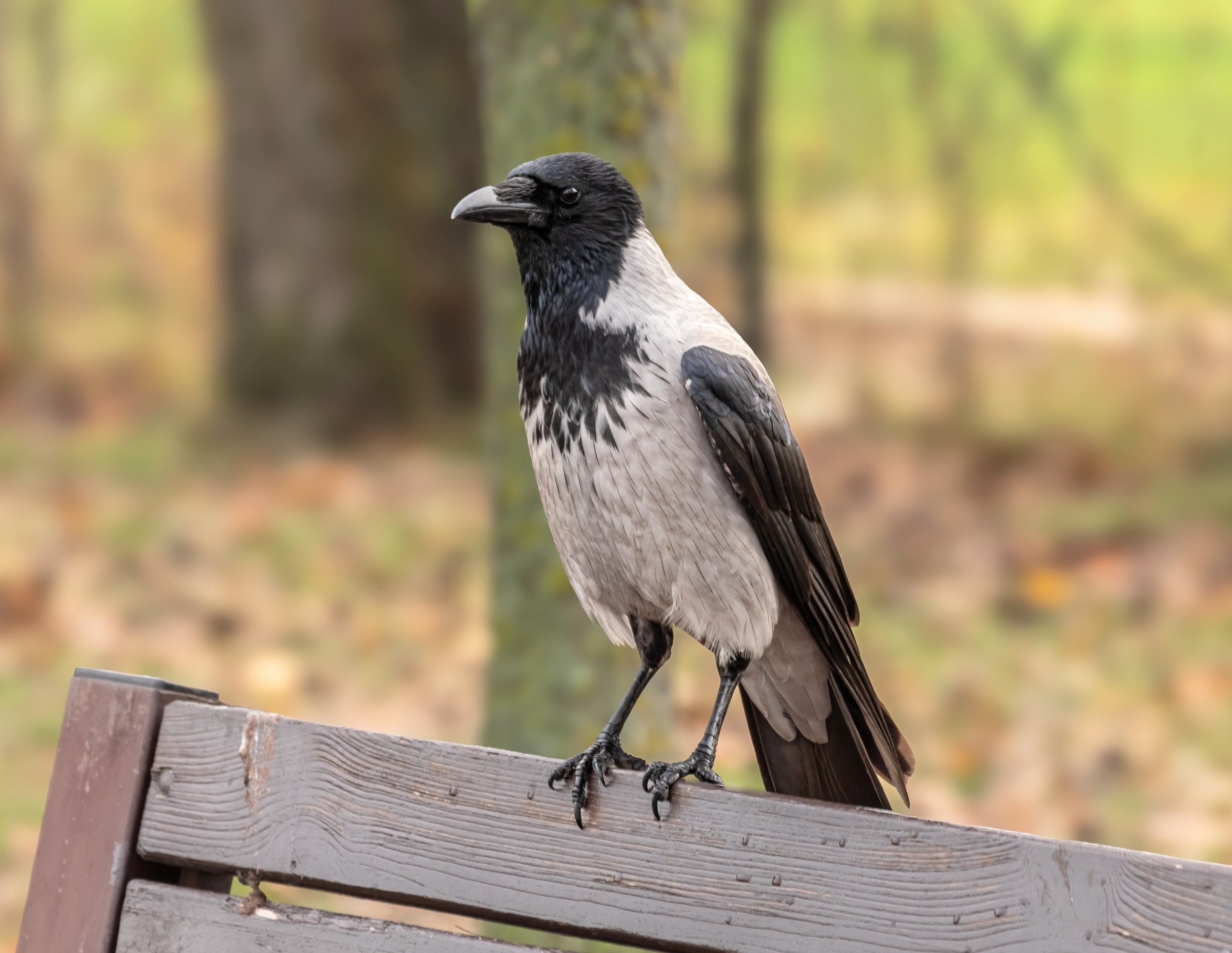 Why adaptable animals evolve more slowly in a warming world