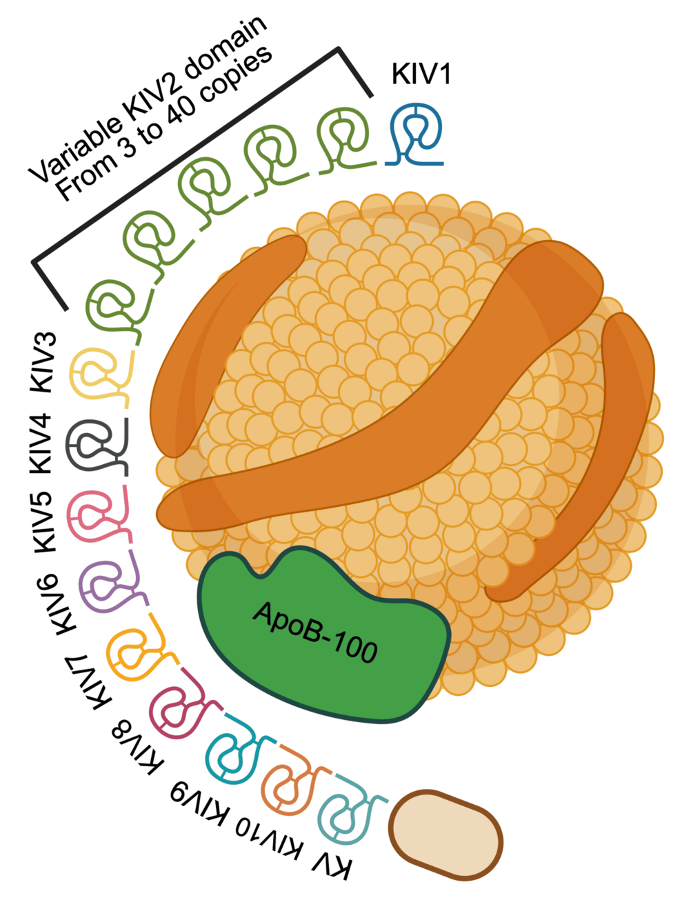 Lipoprotein(a): Role in Cardiovascular Risk and Advances in Novel Therapeutics