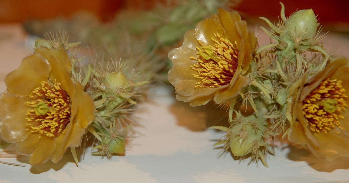 Ben Lerner’s *Transcription* – Criticism