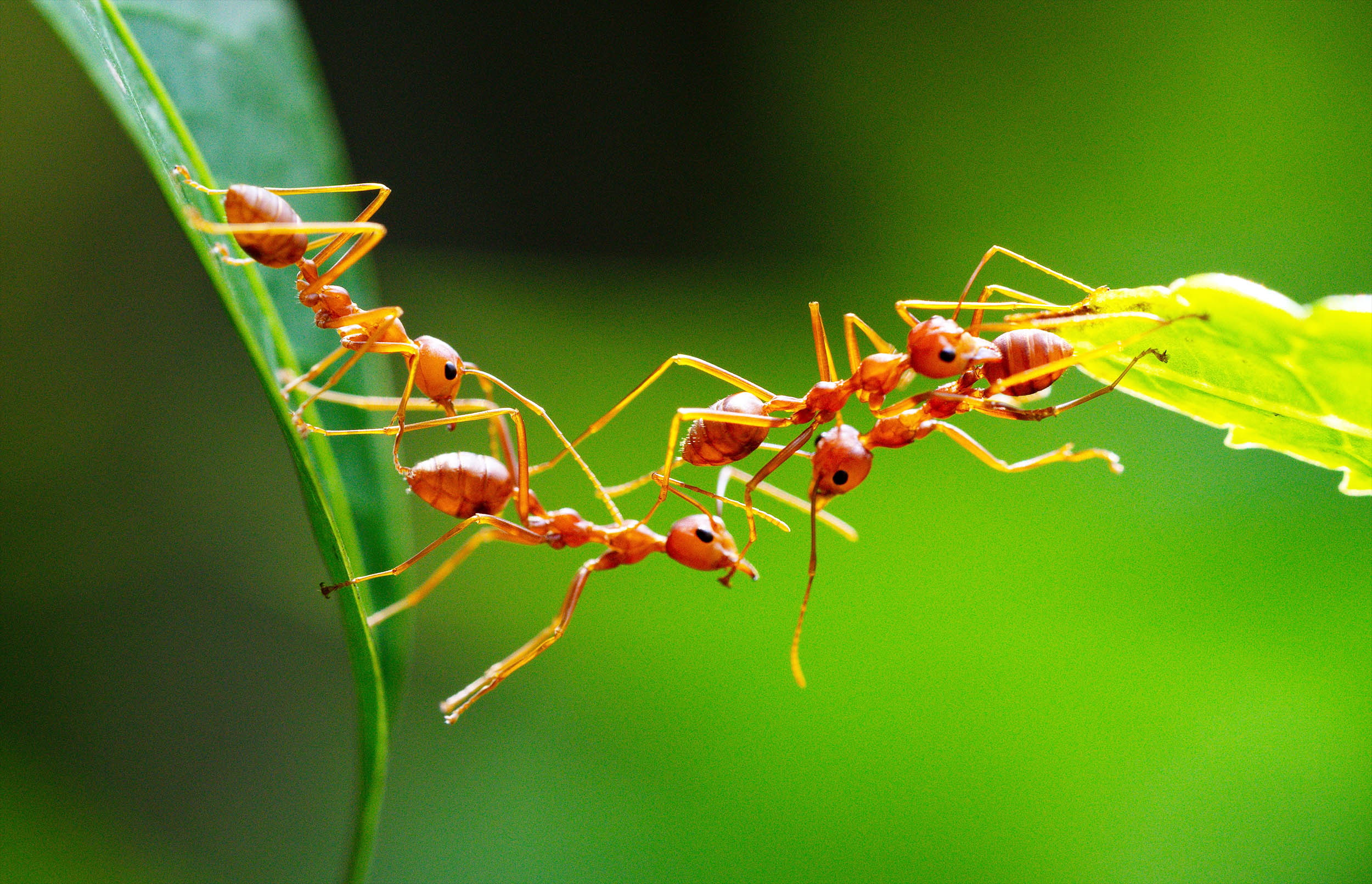 Biochar in soil significantly reshapes the social lives of ants