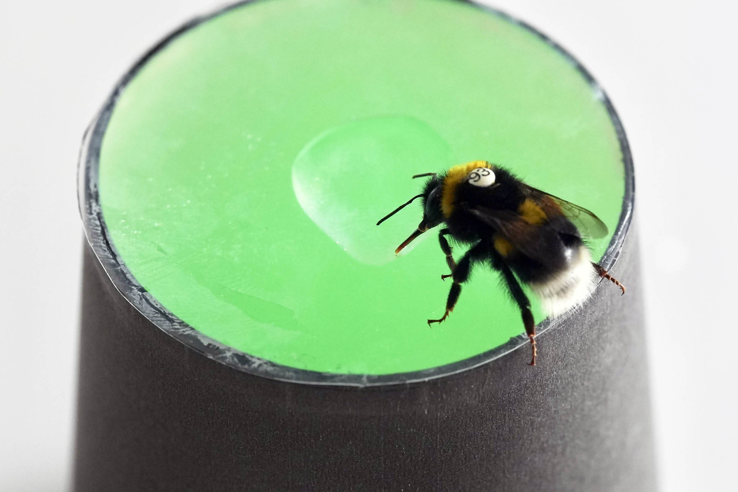 Bumblebees can recognize rhythm, even when tempo changes