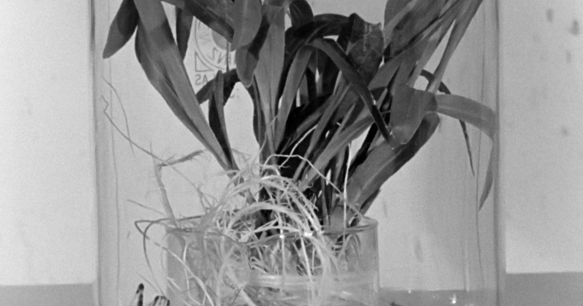 War Metabolism and Operative Film