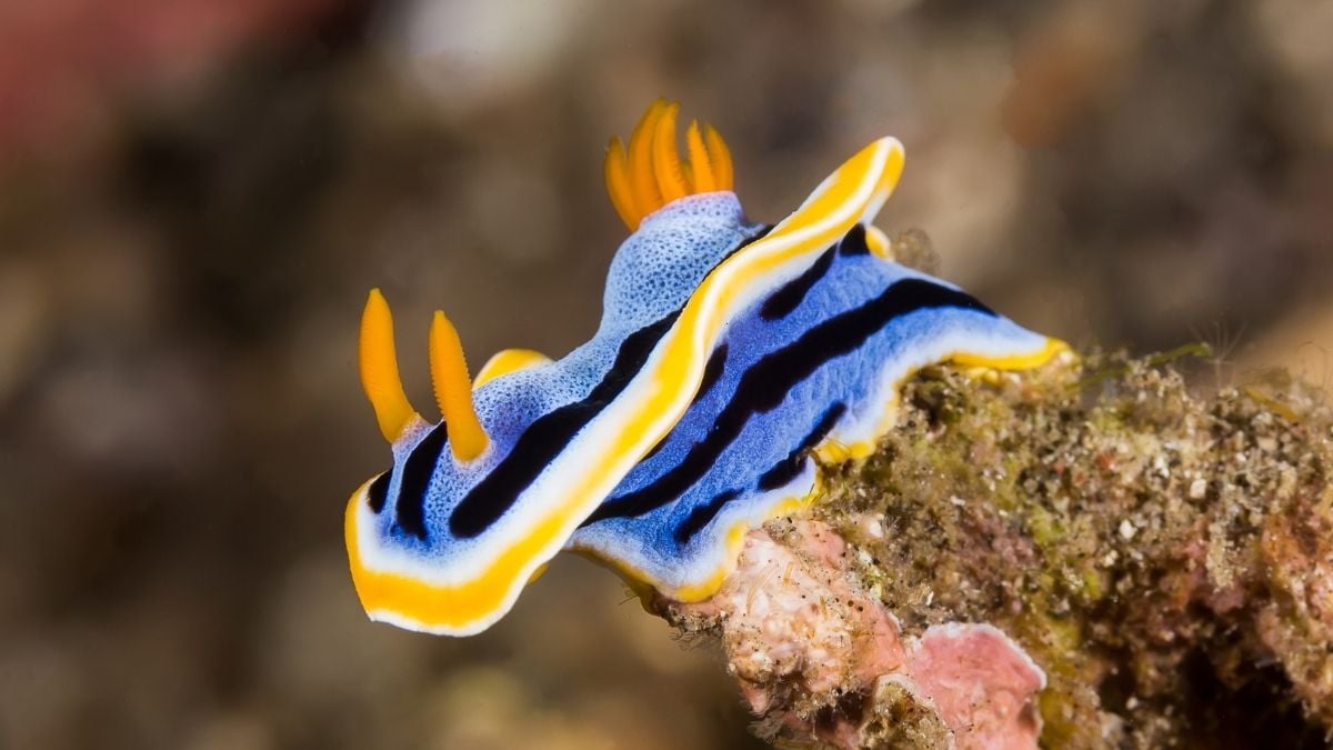 The Prettiest Sea Slugs Use Crystals in Their Skin as ‘Pixels’ of Color : ScienceAlert