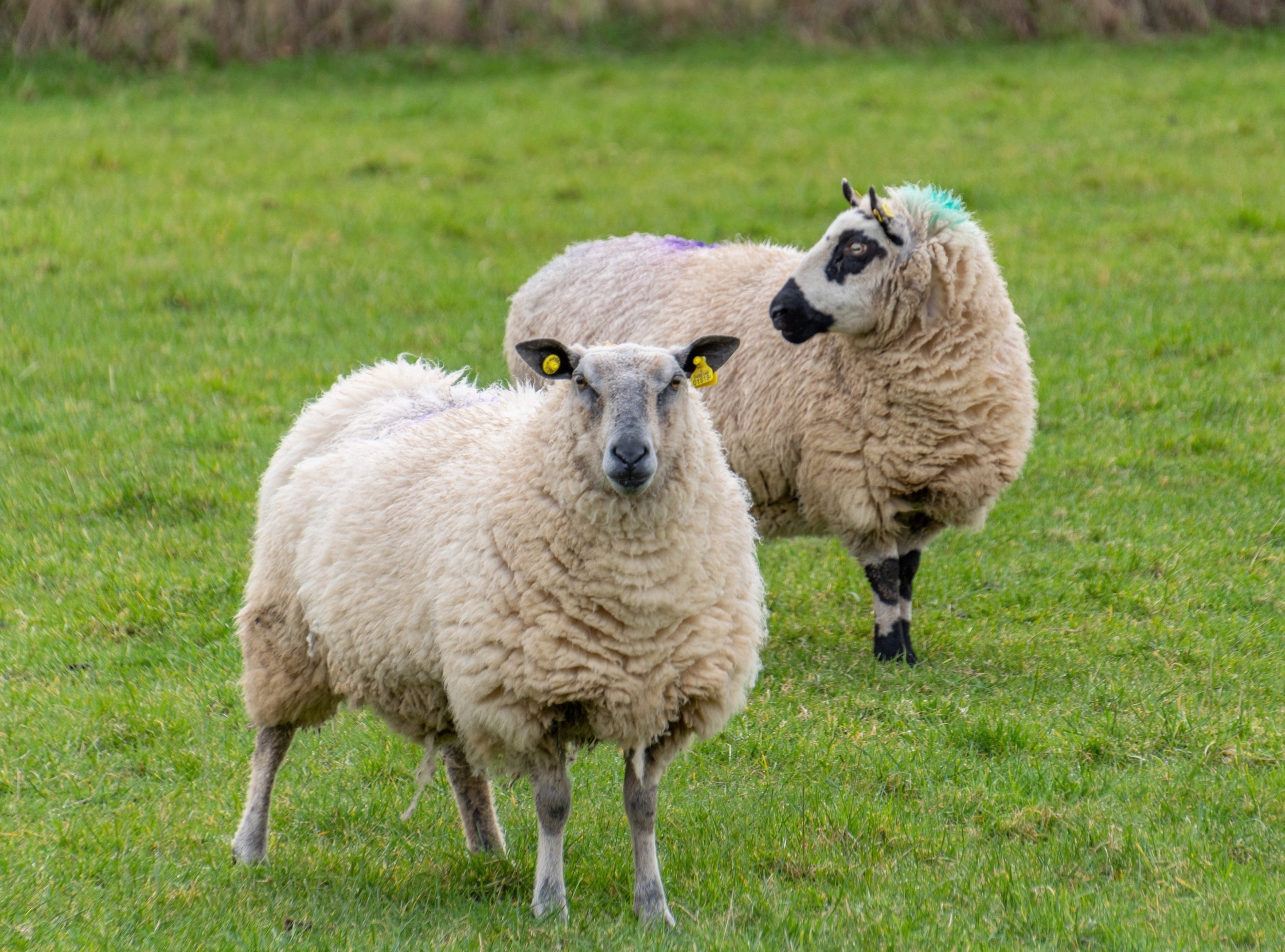 Cloning creates genetic flaws that accumulate over generations