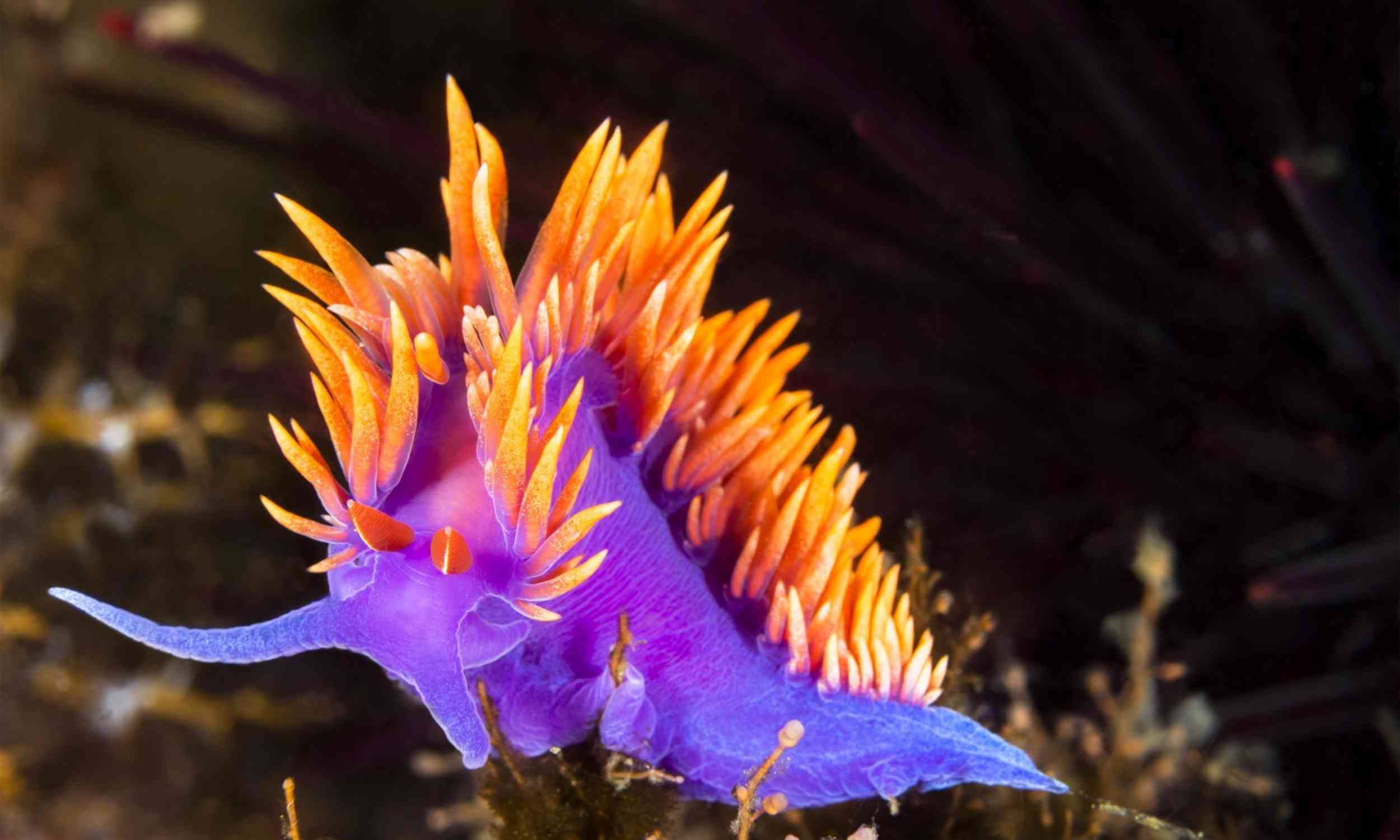 Nudibranchs use tiny crystals to create their dazzling colors