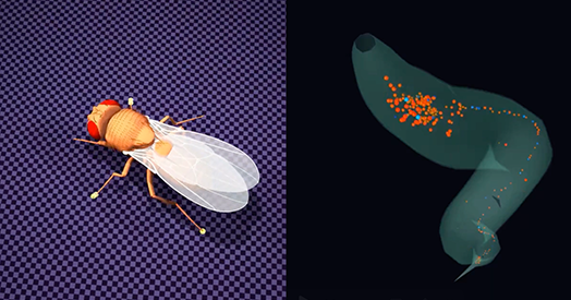 ‘Digital sphinx’ raises questions about connectome models