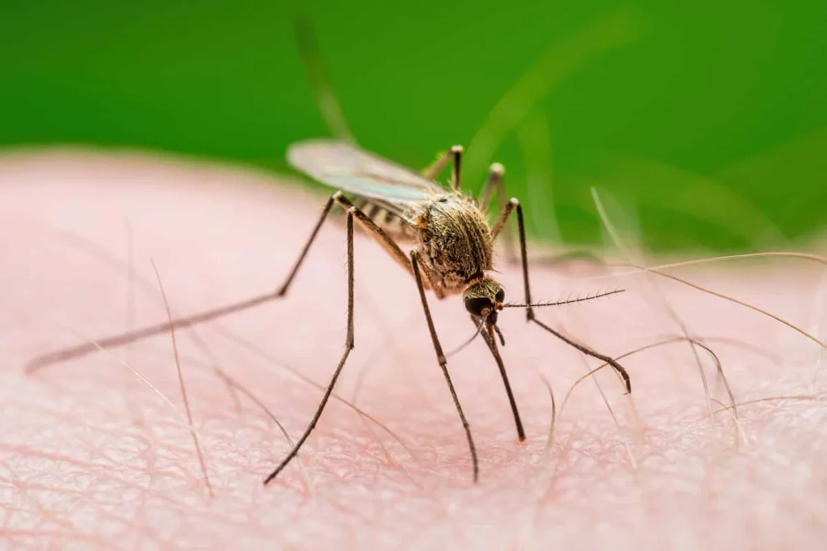 How Mosquitoes Find You and Decide to Attack