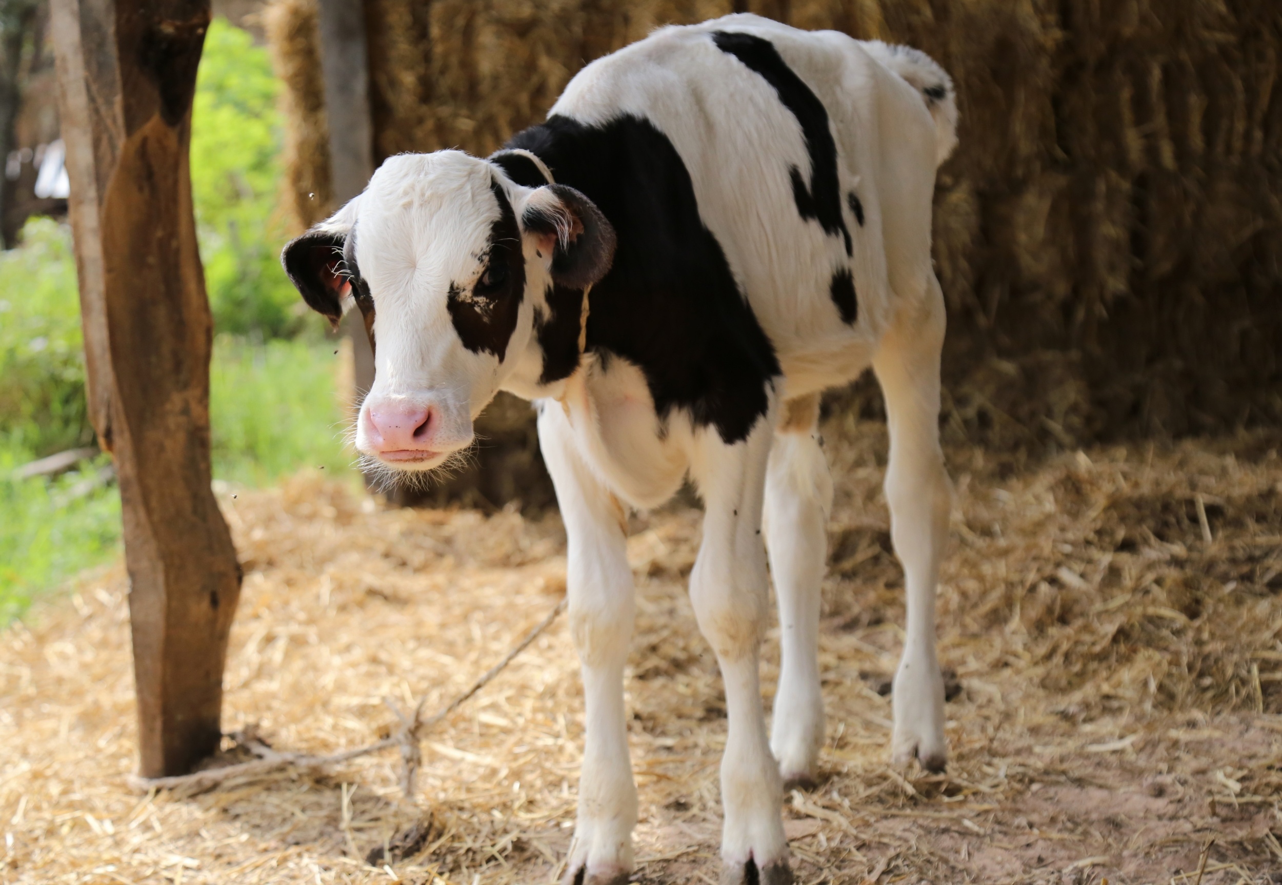 Hungry calves learn faster and remember more