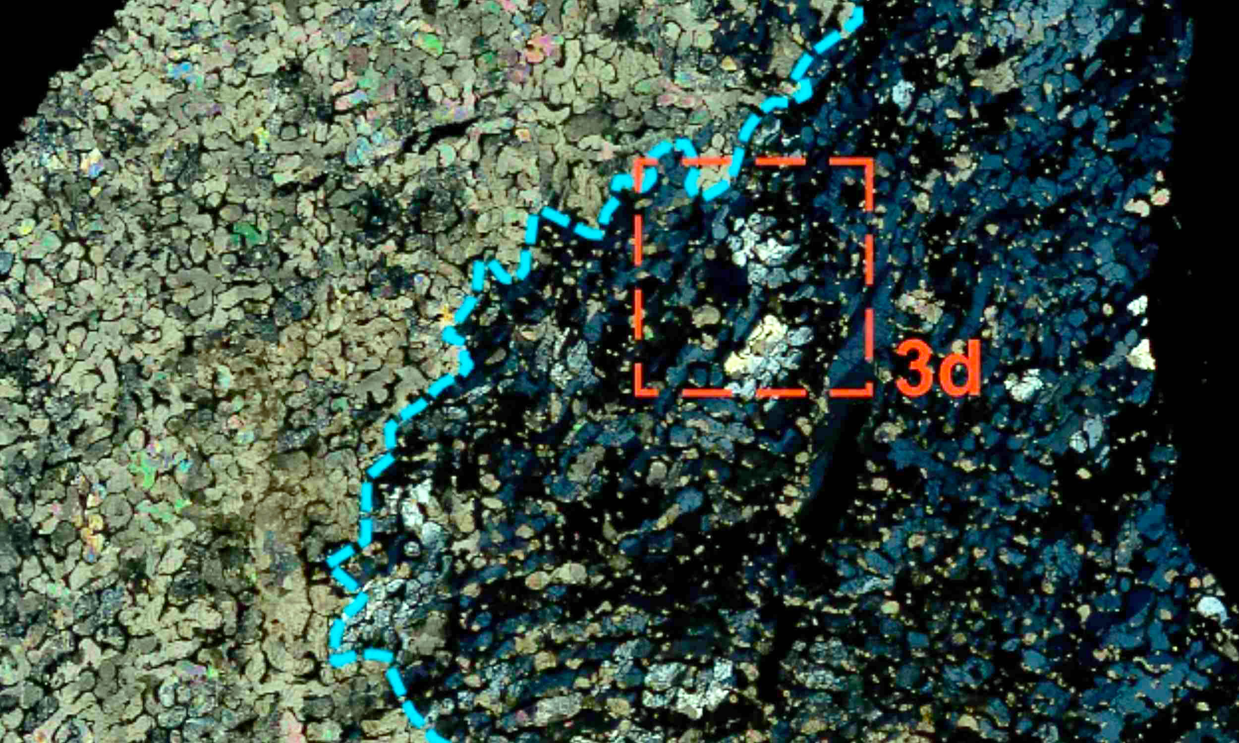 Microbes turned a dead ichthyosaur into an exceptional 3D fossil