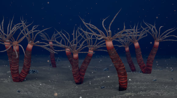 450-Million-Year-Old Fossils Reveal Strange, Tube-Dwelling Jellyfish Relative