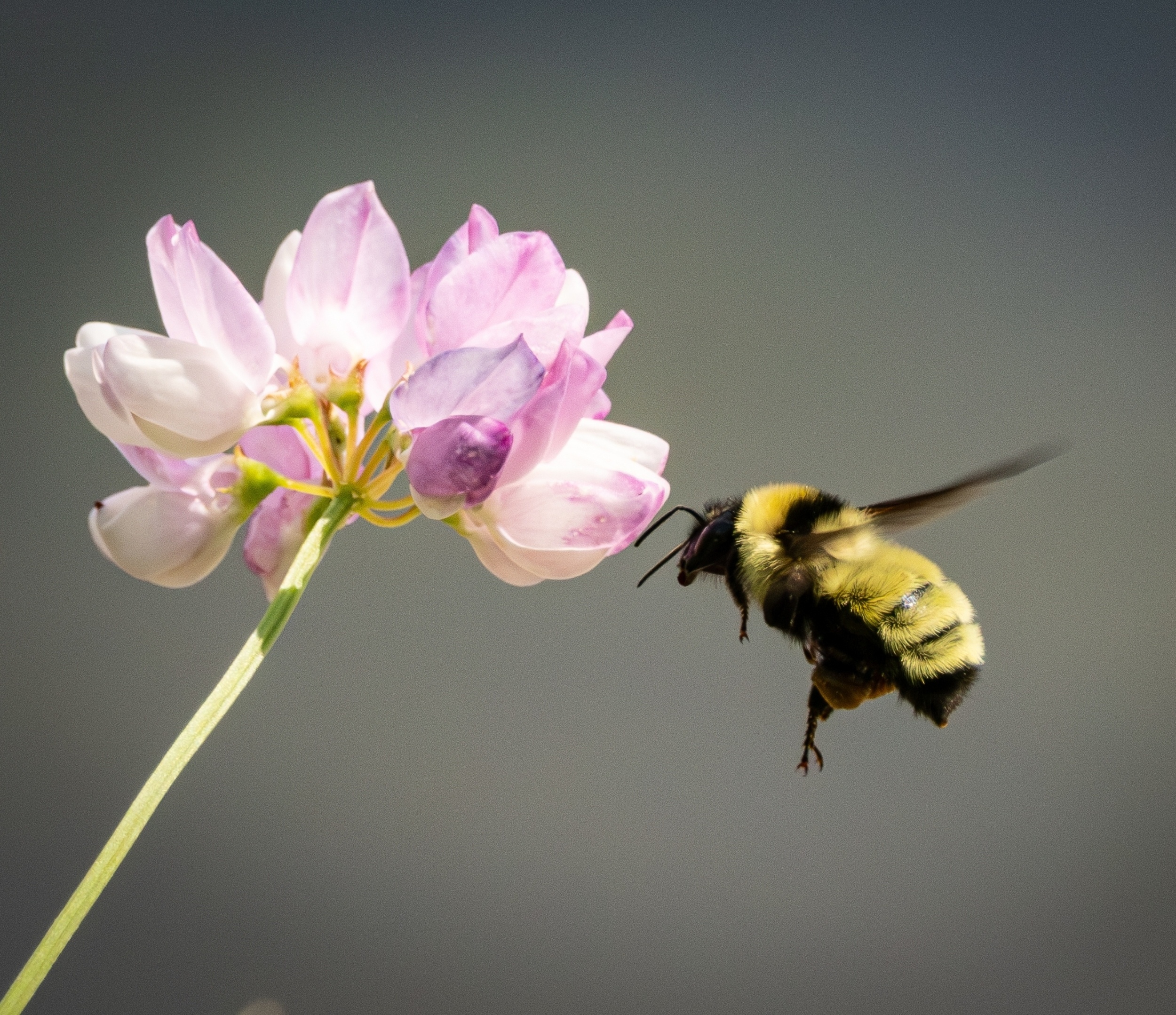 Insect repellents may stop bees from finding their way home