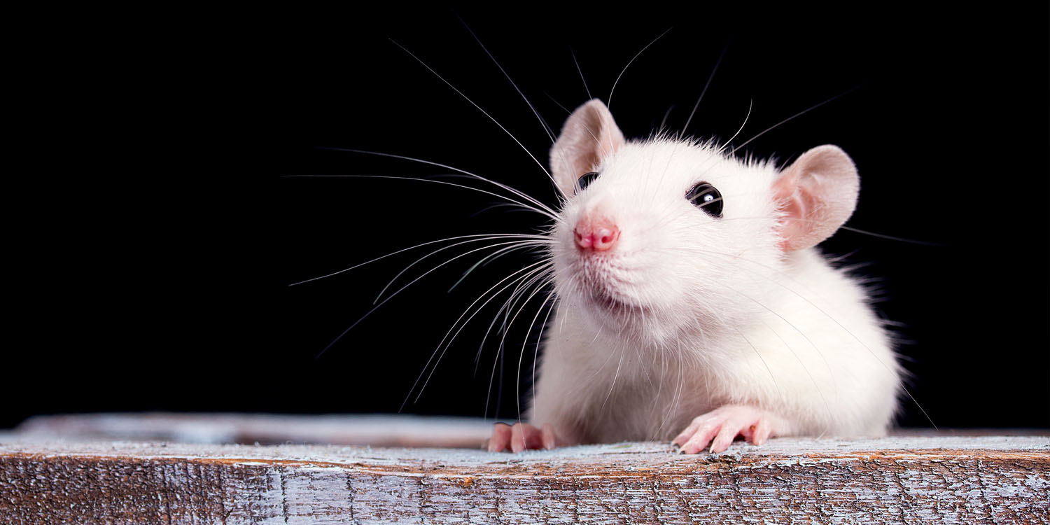 Early exposure to forever chemicals linked to altered brain genes and impulsive behavior in rats