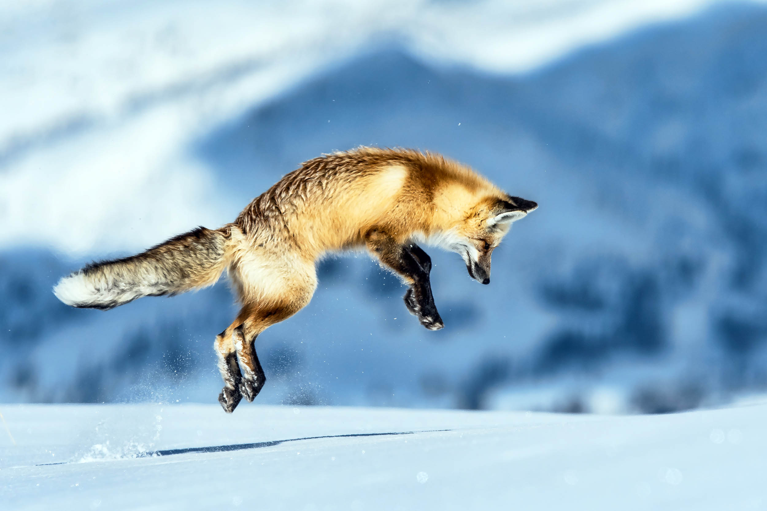 Mid-size carnivores have very selective scavenging strategies