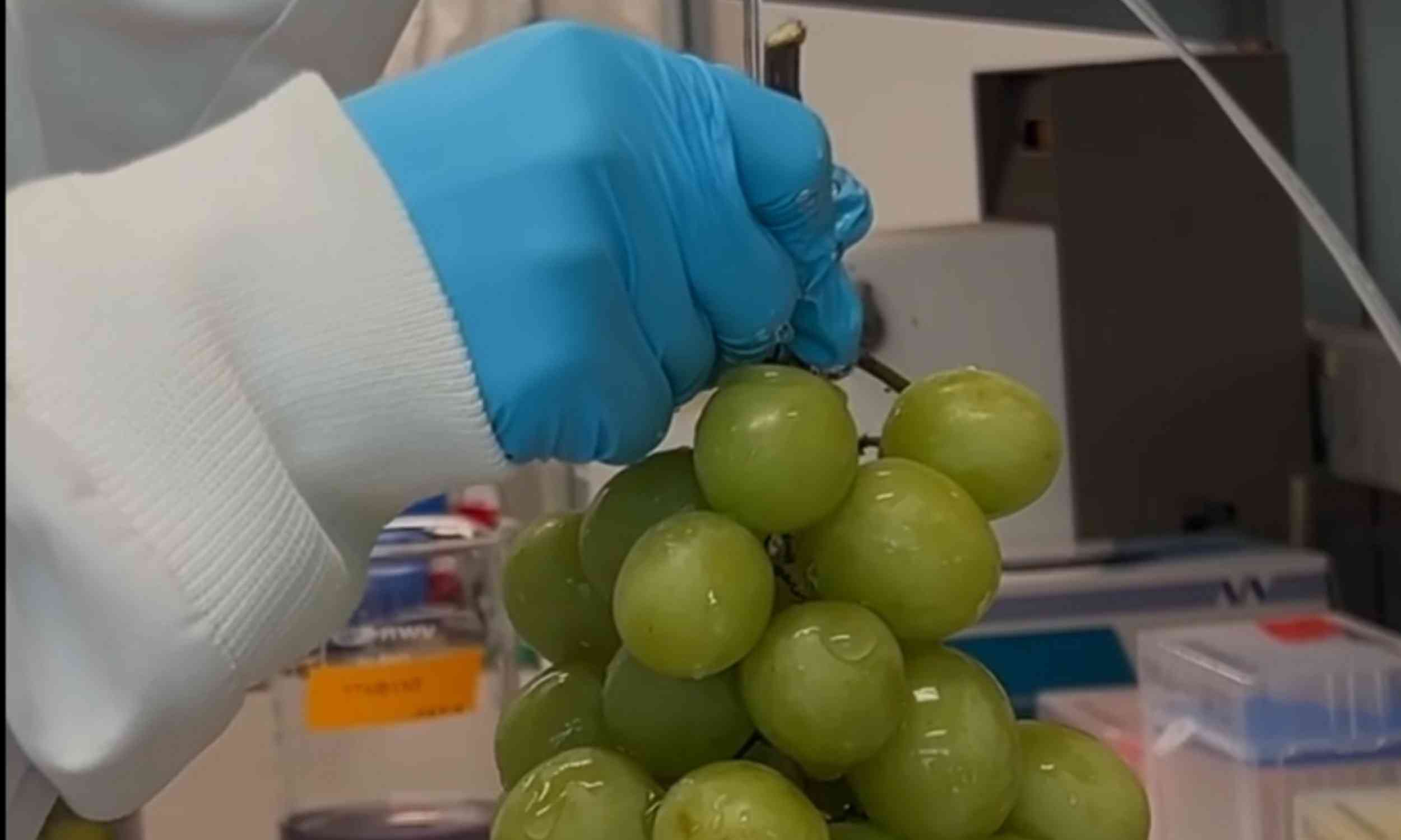 Scientists create a natural wash that strips pesticides off fruit