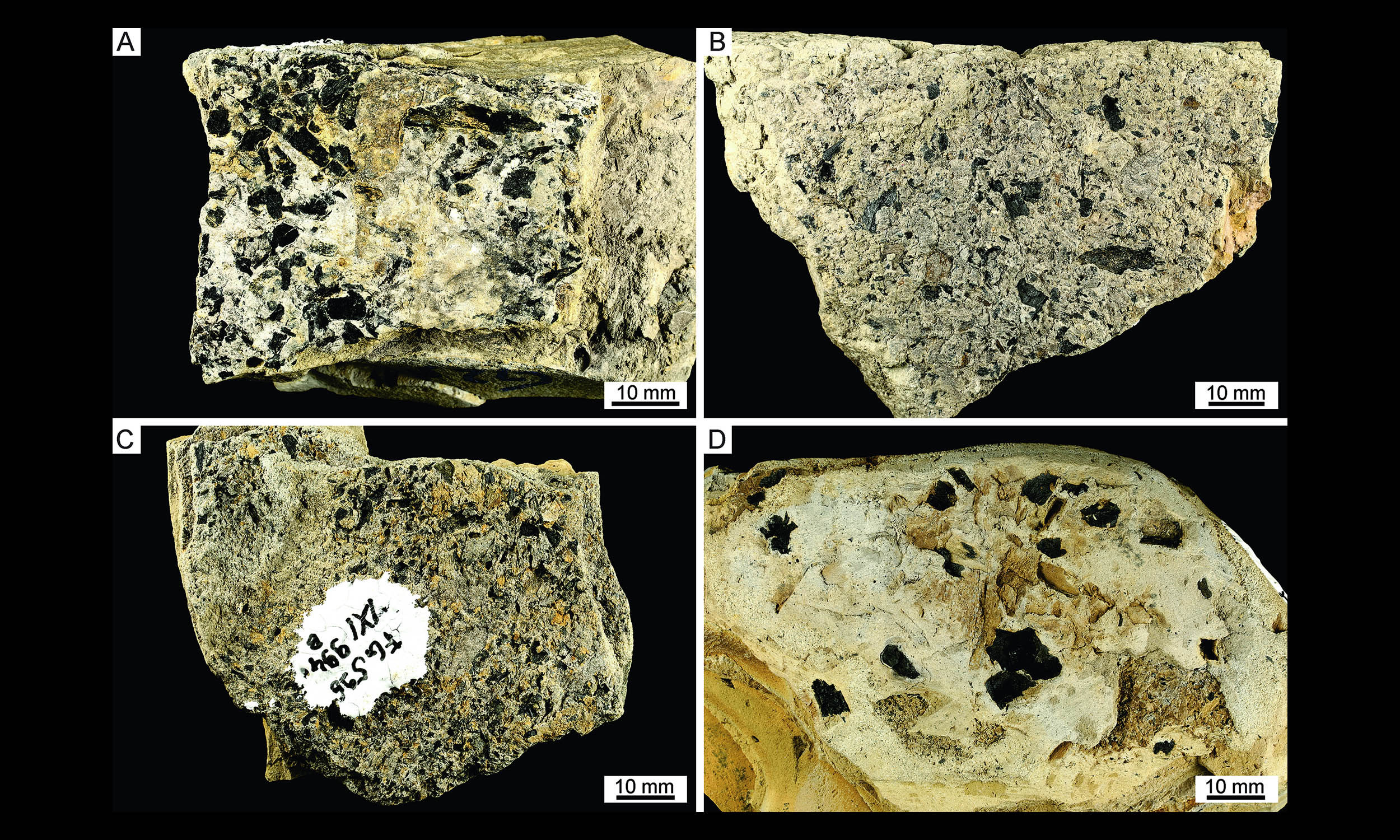 Wildfires were burning Triassic forests over 237 million years ago