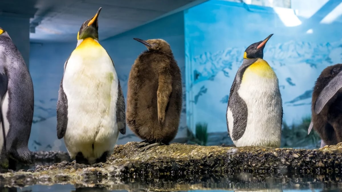 A Disturbing Pattern Emerges in Zoo Penguins With Unlimited Food : ScienceAlert