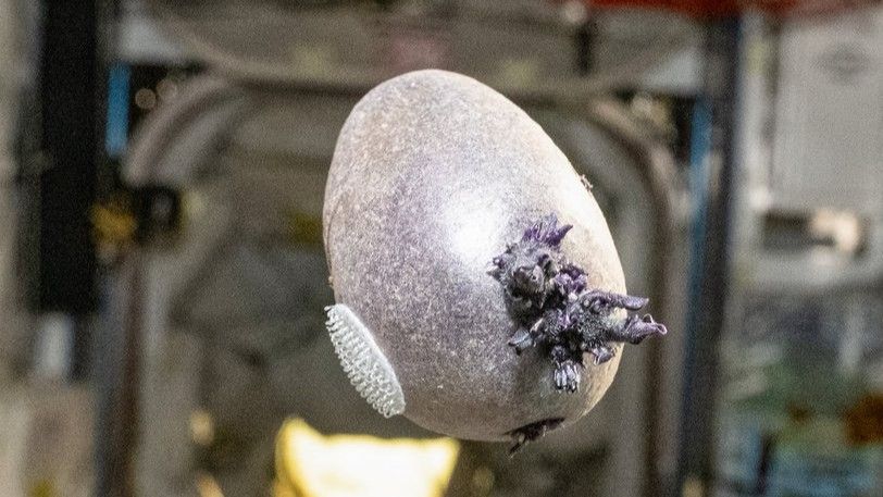 ‘The Martian’ becomes real life: Meet ‘Spudnik,’ the space potato